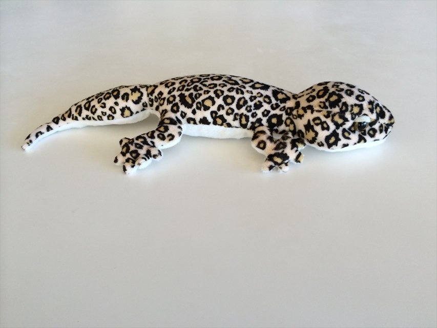 ヒョウモントカゲモドキ