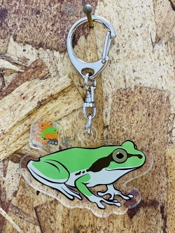 KawaZooオリジナル　アクリルキーホルダー　ニホンアマガエル