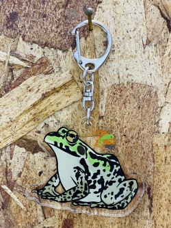 KawaZooオリジナル　アクリルキーホルダー　トノサマガエル