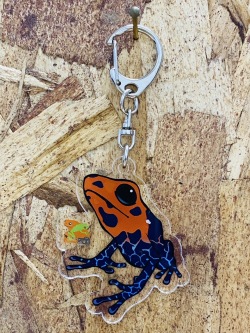 KawaZooオリジナル　アクリルキーホルダー　ズアカヤドクガエル