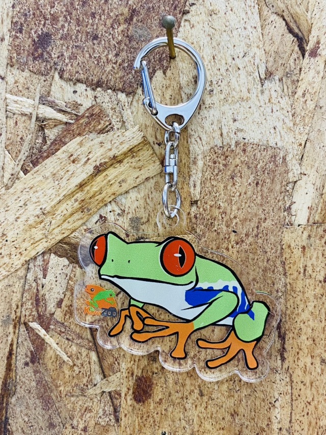体感型カエル館 KawaZooオリジナル アクリルキーホルダー アカメアマガエル