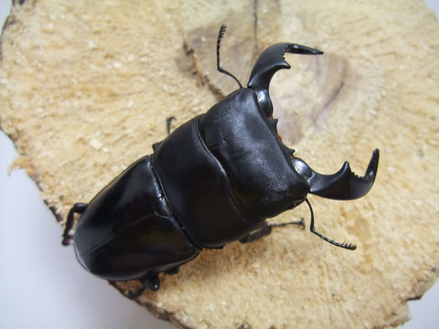 ジャワ島の猛牛！WDダイオウヒラタクワガタ/オス75～79mmメスfreesizeペア