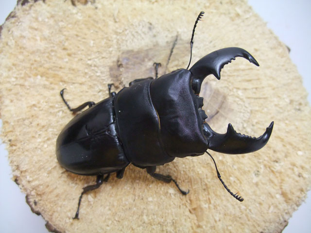 スマトラ島の極太ヒラタ！WDスマトラオオヒラタ(スマトラ島アチェ州)オス70～74mmメスfreesizeペア