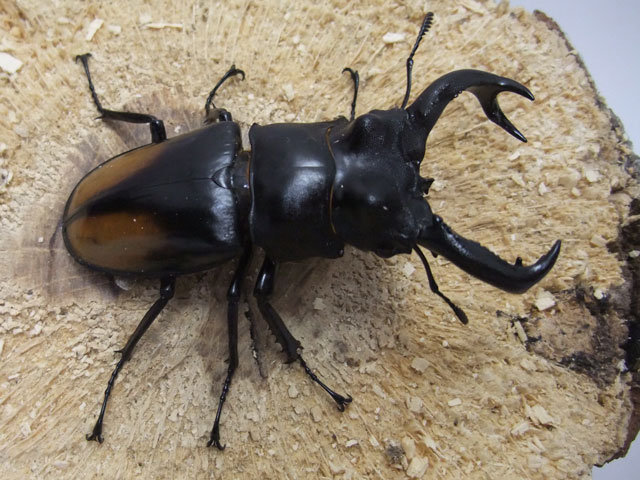 鮮やかな赤色！WDパリーフタマタクワガタ(スマトラ島)オス83mmメスfreesizeペア