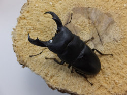 サキシマヒラタクワガタ 標本 雌雄型 昆虫標本】サキシマヒラタクワガタ