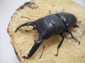 世界最大のヒラタクワガタ！WDパラワンオオヒラタ/オス80～84mmメスfreesizeペア