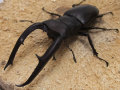 世界最大のフタマタクワガタ！WDマンディブラリスフタマタクワガタ(スマトラ島ジャンビ)オス100mmメスfreesizeペア