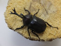 国産カブトムシペア