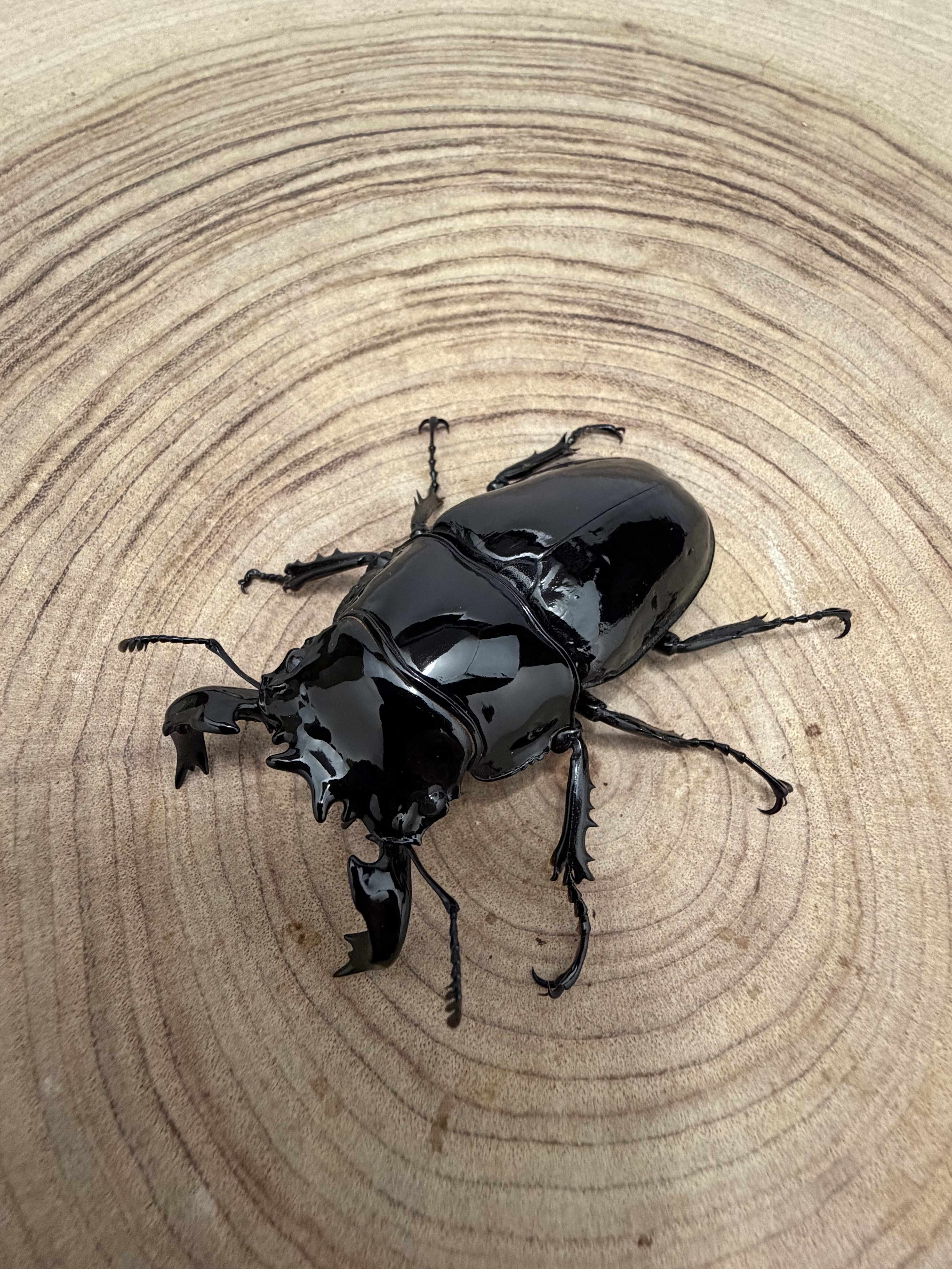 タランドゥスオオツヤクワガタ ♂７０ｍｍ ♀５０ｍｍ ペア