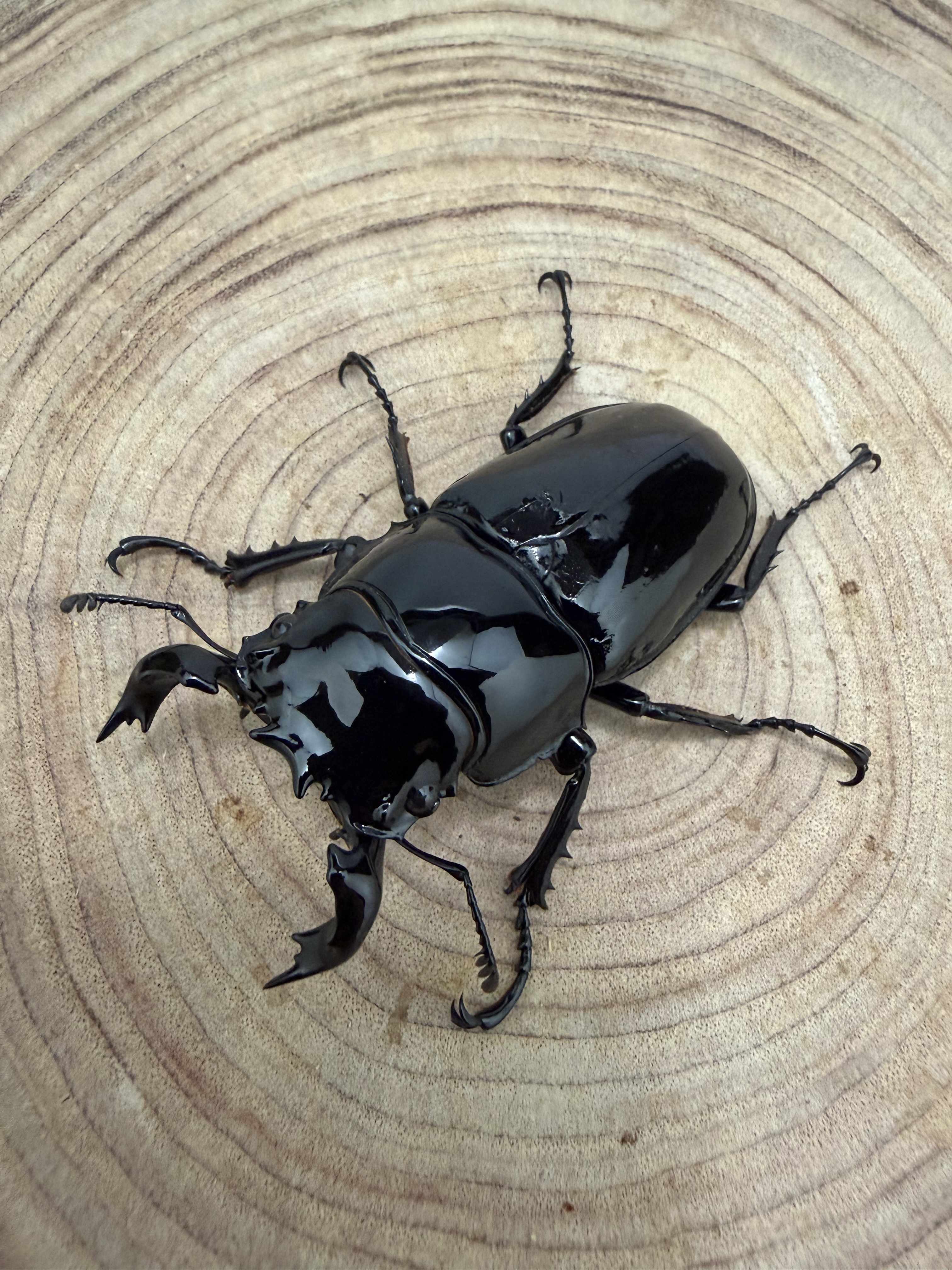 タランドゥスオオツヤクワガタ ♂６３ｍｍ ♀４９ｍｍ ペア