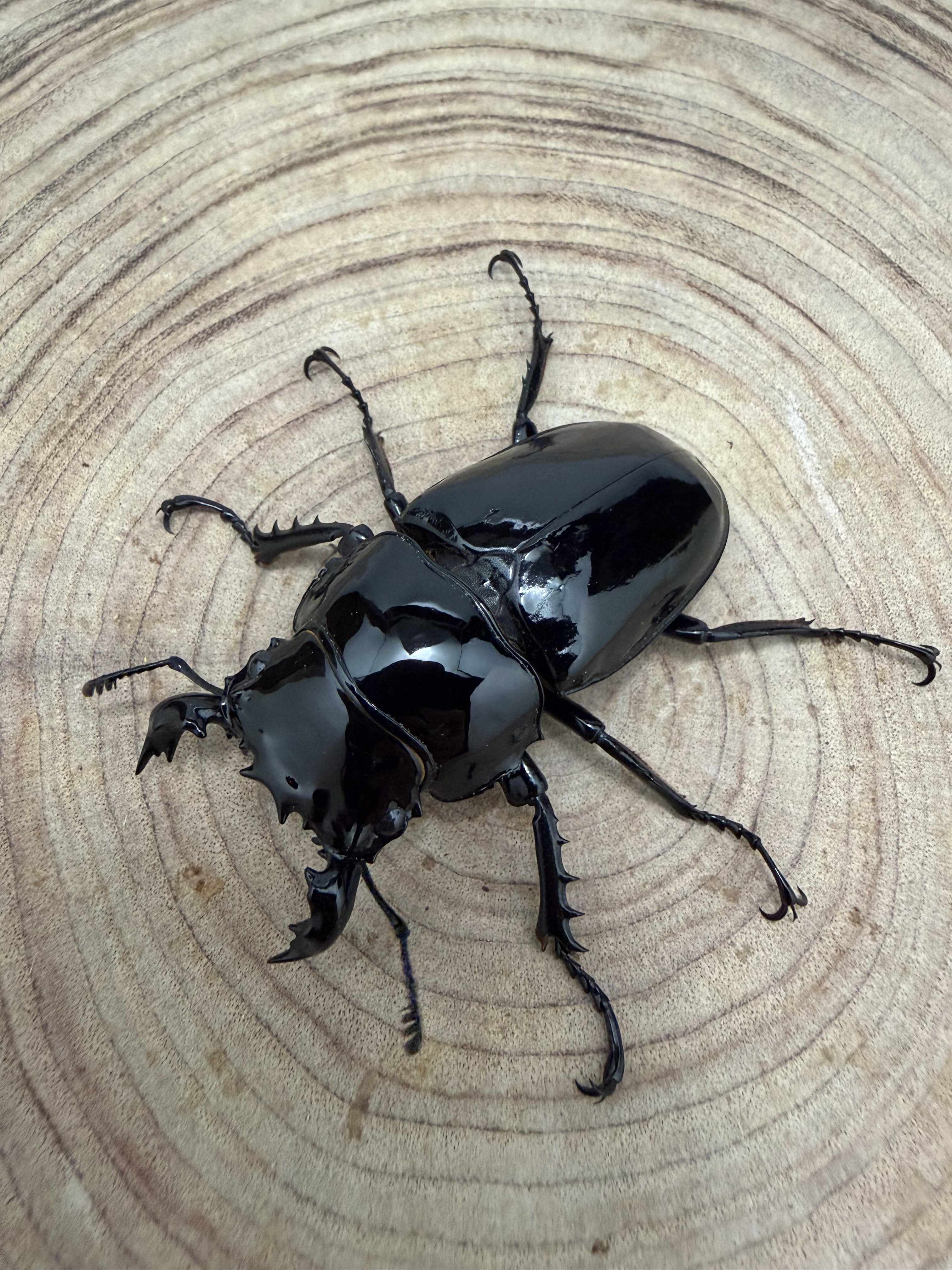 タランドゥスオオツヤクワガタ ♂５８mm ♀４9mm