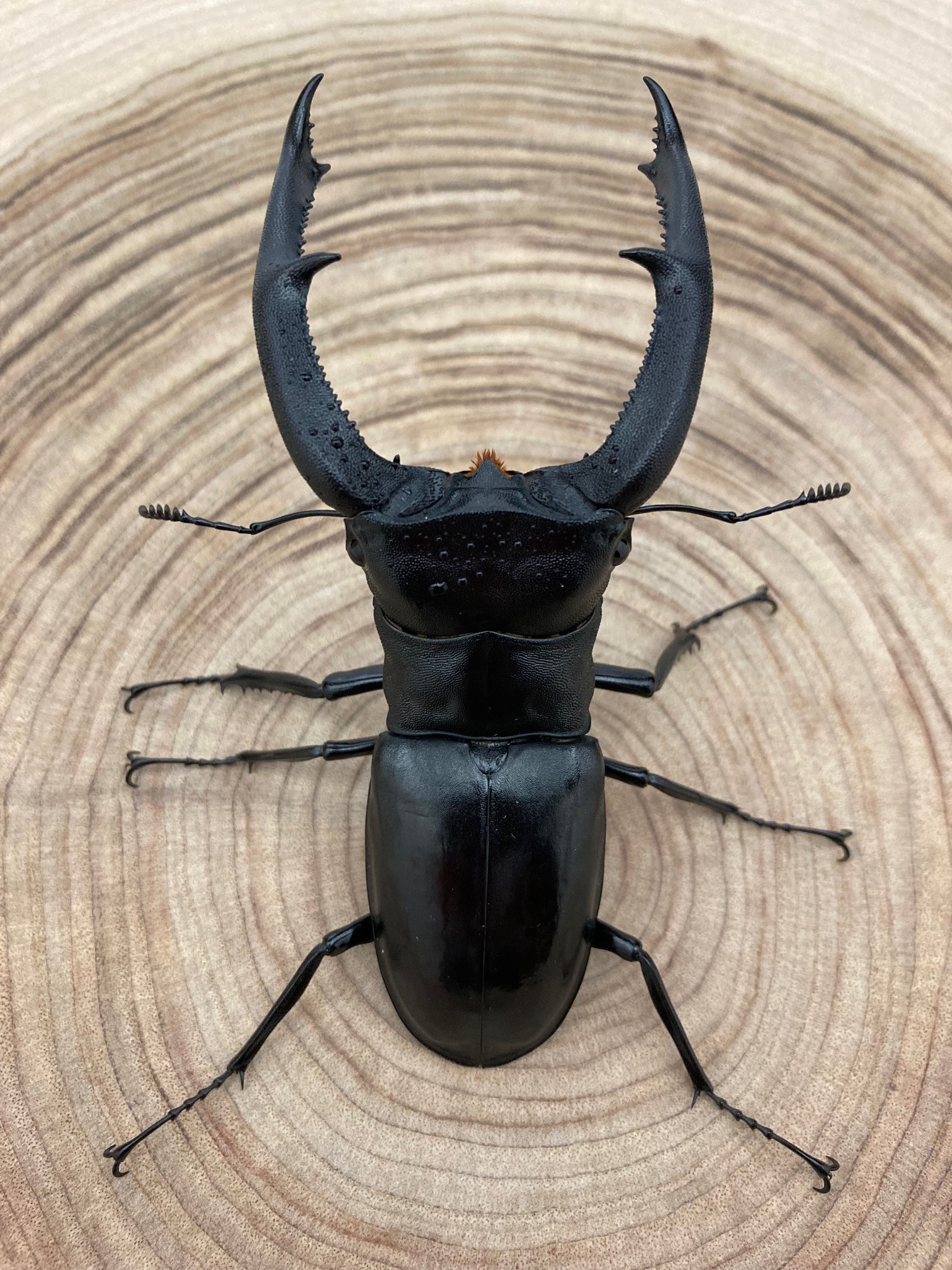 マンディブラリスフタマタクワガタ ♂１０５ｍｍ ペア