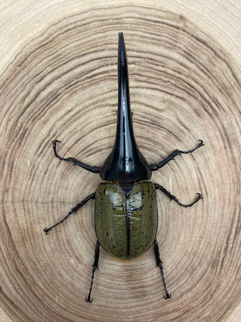 ヘラクレスオオカブトムシ ♂♀ペア 9-2