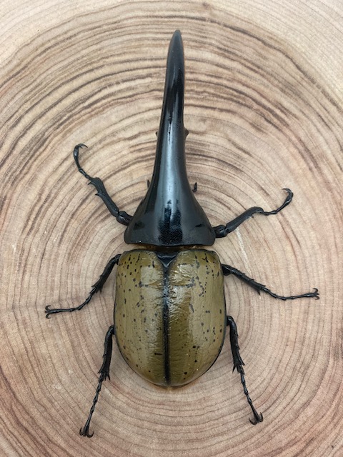 原画　ヘラクレスオオカブトムシ　A3サイズ いきもの編 ヘラクレスオオカブト (プラモデル) - ホビーサーチ
