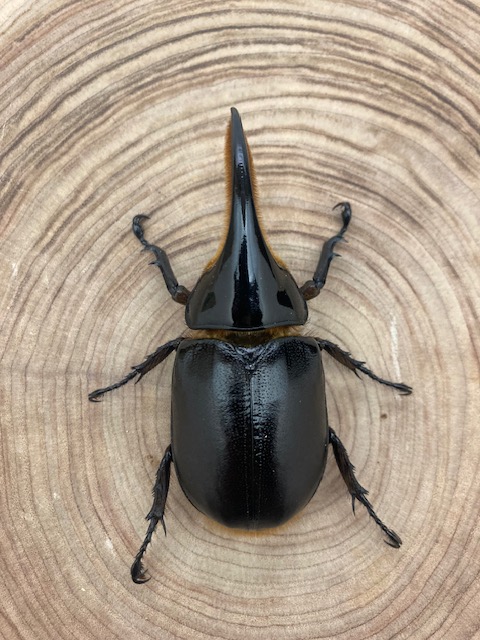 カブトムシ 楽天市場】＼棚卸決算セール ／カブトムシ SA048 TST ワイルド