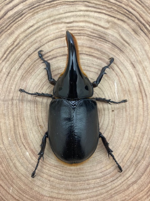 サタンオオカブト ♂91mm ♀63mm ペア カブトムシ