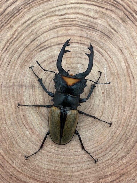 ラコダールツヤクワガタ ♂８４.0ｍｍ 大歯ペア （♀B品）特大