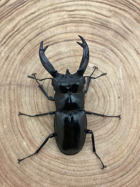 ブケットフタマタクワガタ ♂73mm ペア カブトムシ クワガタムシ