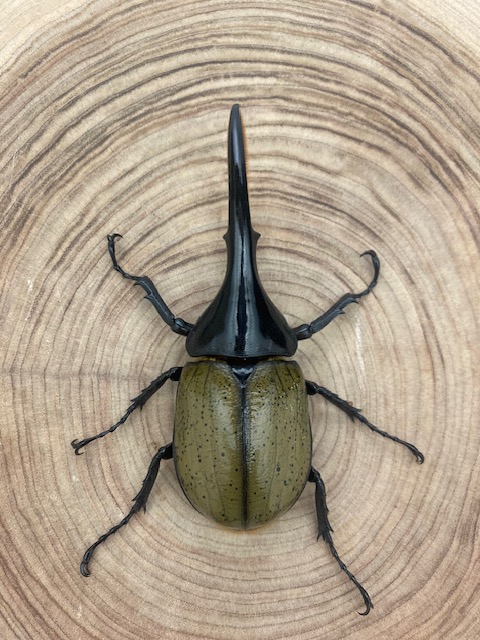 【標本】ヘラクレスオオカブトムシ　グアドループ産　156.3ミリ　飼育品 標本】ヘラクレスオオカブトムシ グアドループ産 156.3ミリ 飼育品