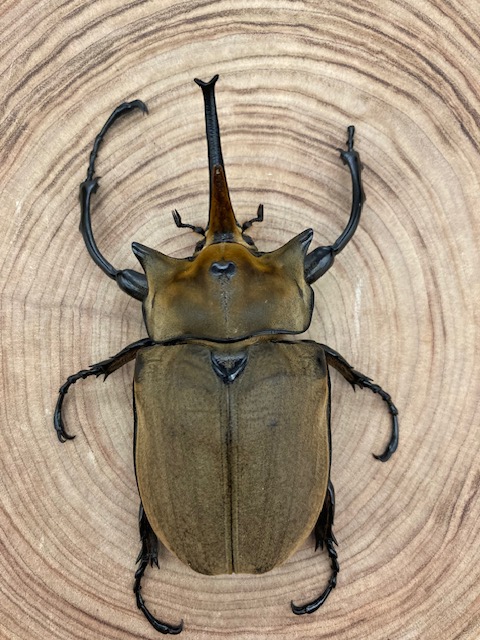 エレファスゾウカブト ♂120mm 単品 カブトムシ