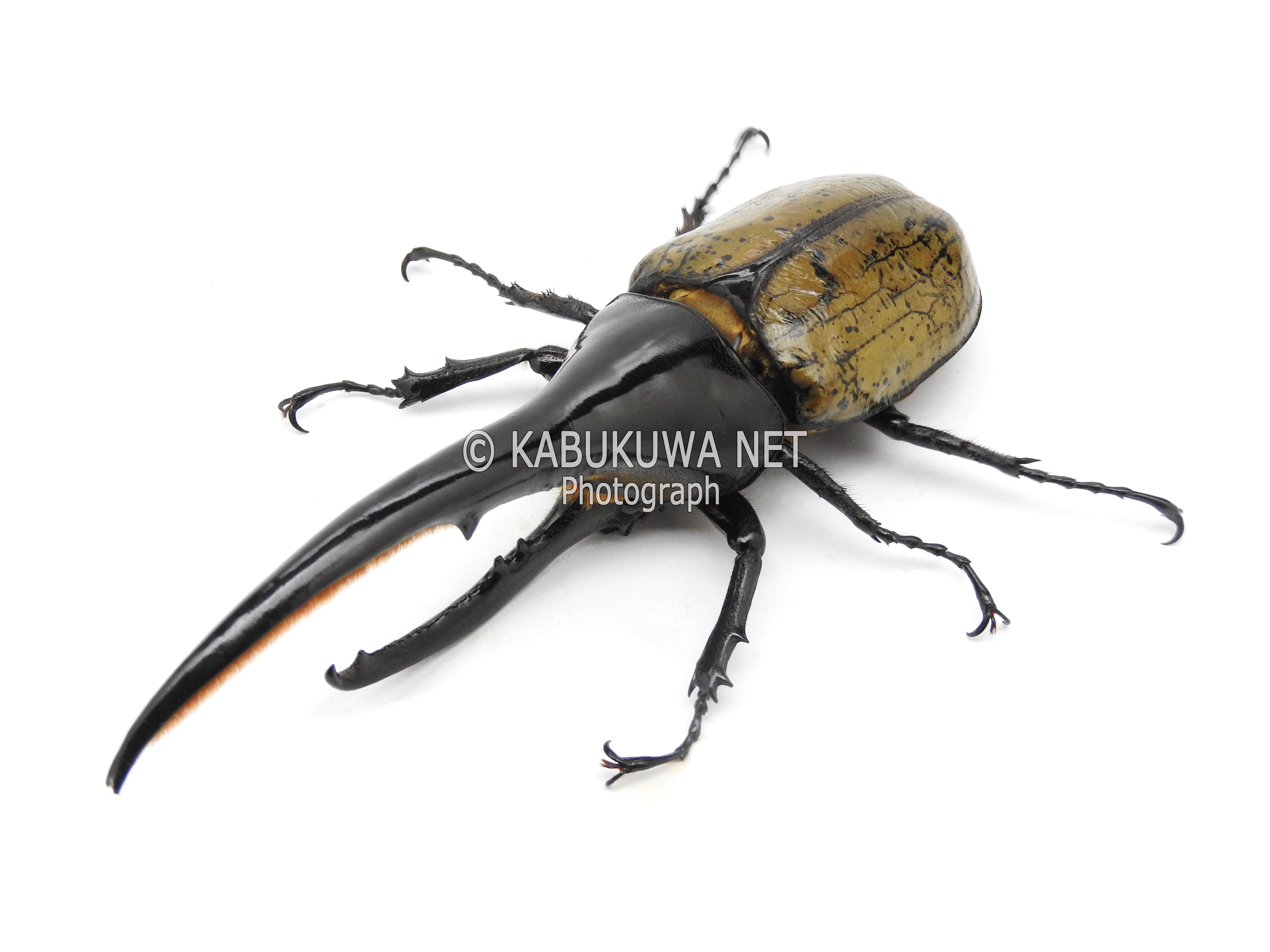 昆虫標本セット（4体）　ヘラクレスオオカブト　マンデイブラリス　ギラファ 昆虫標本セット（4体） ヘラクレスオオカブト マンデイブラリス