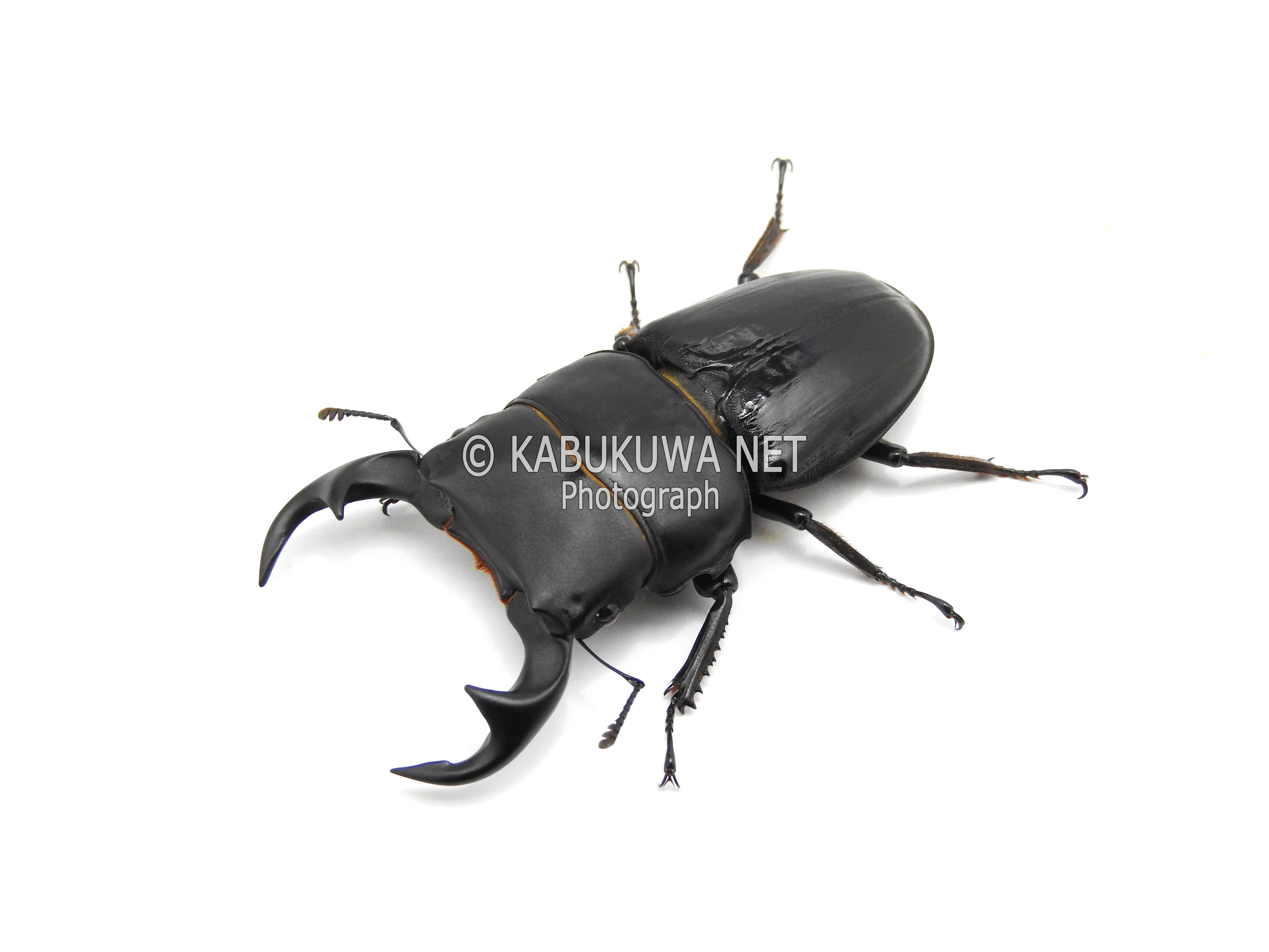 パリー(リツセマ）オオクワガタ３齢幼虫　♂♀ペア