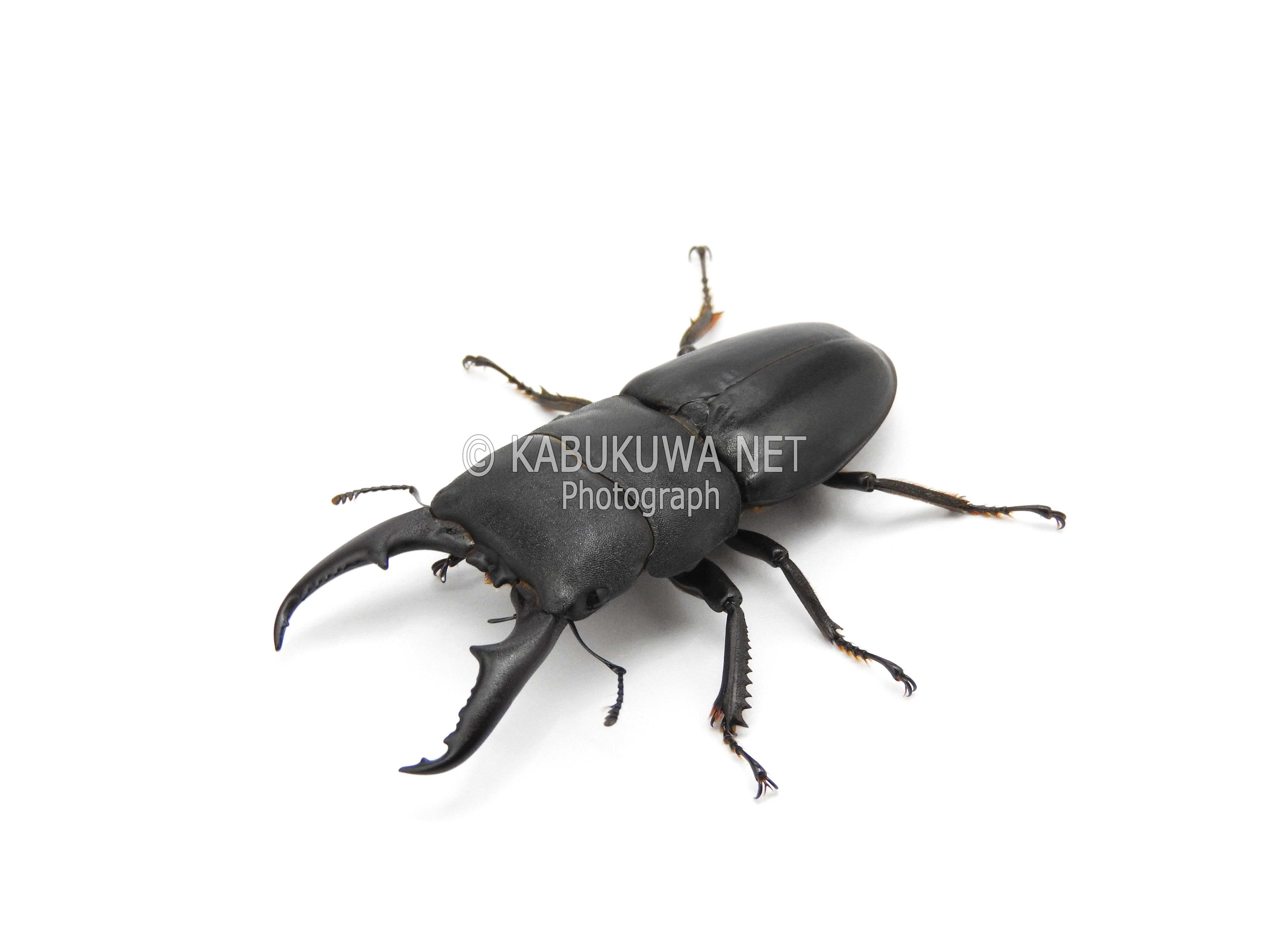 本土ヒラタクワガタ １－２齢幼虫 お得な ４頭セット！