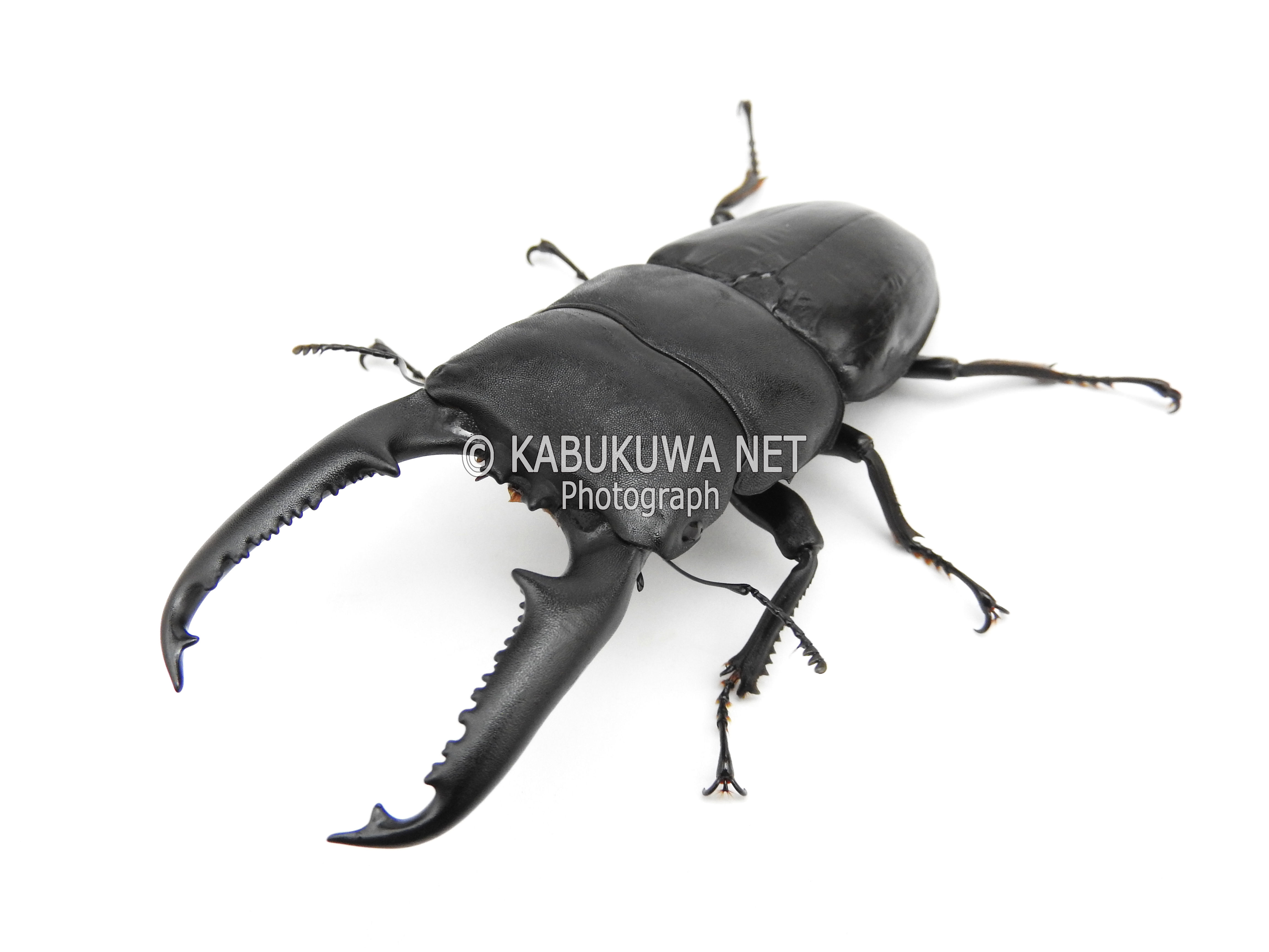 109.2♂単 パラワンオオヒラタ パラワン クワガタ成虫