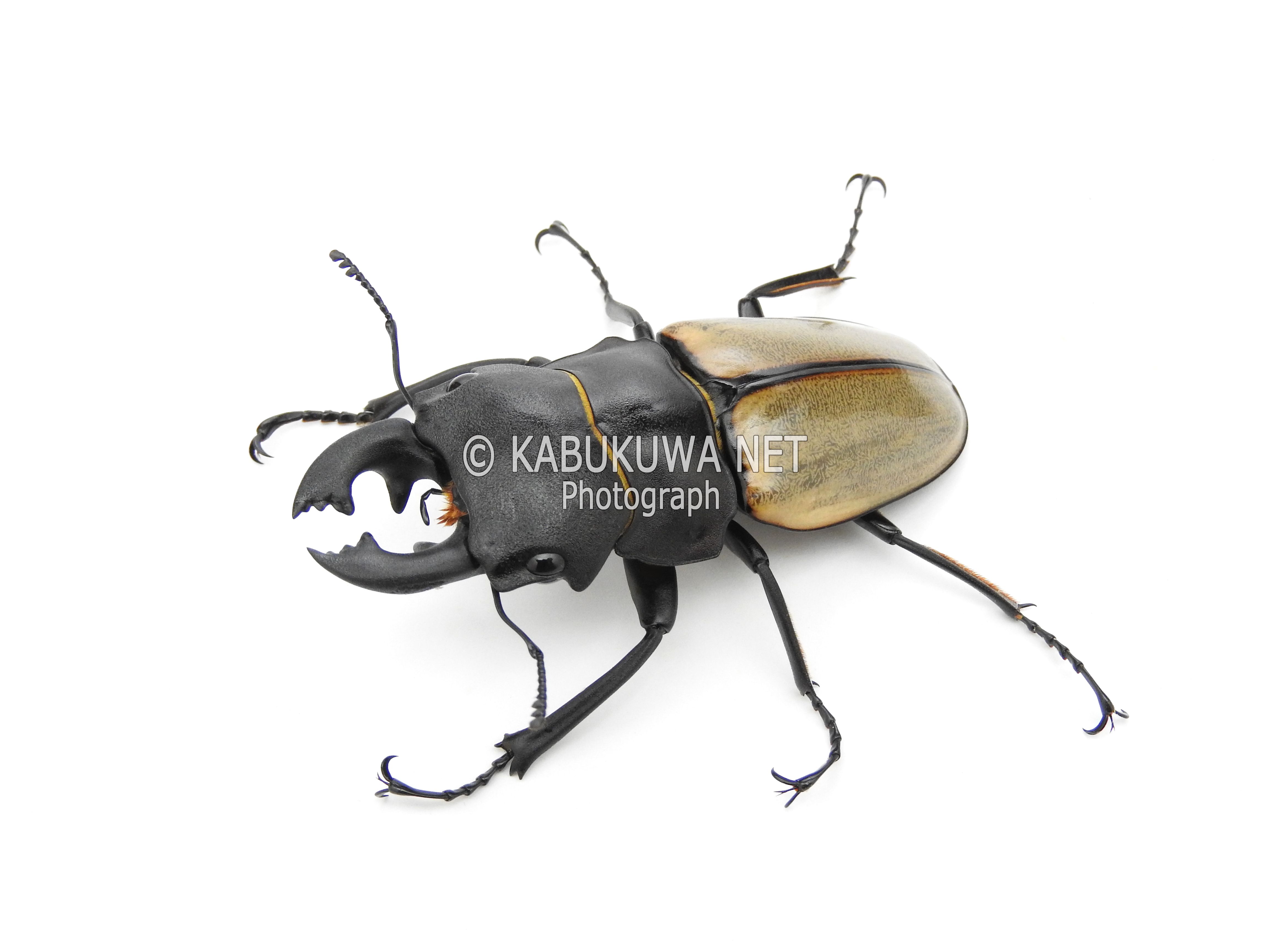カステルナウディツヤクワガタ ♂７０－７１ｍｍ ペア