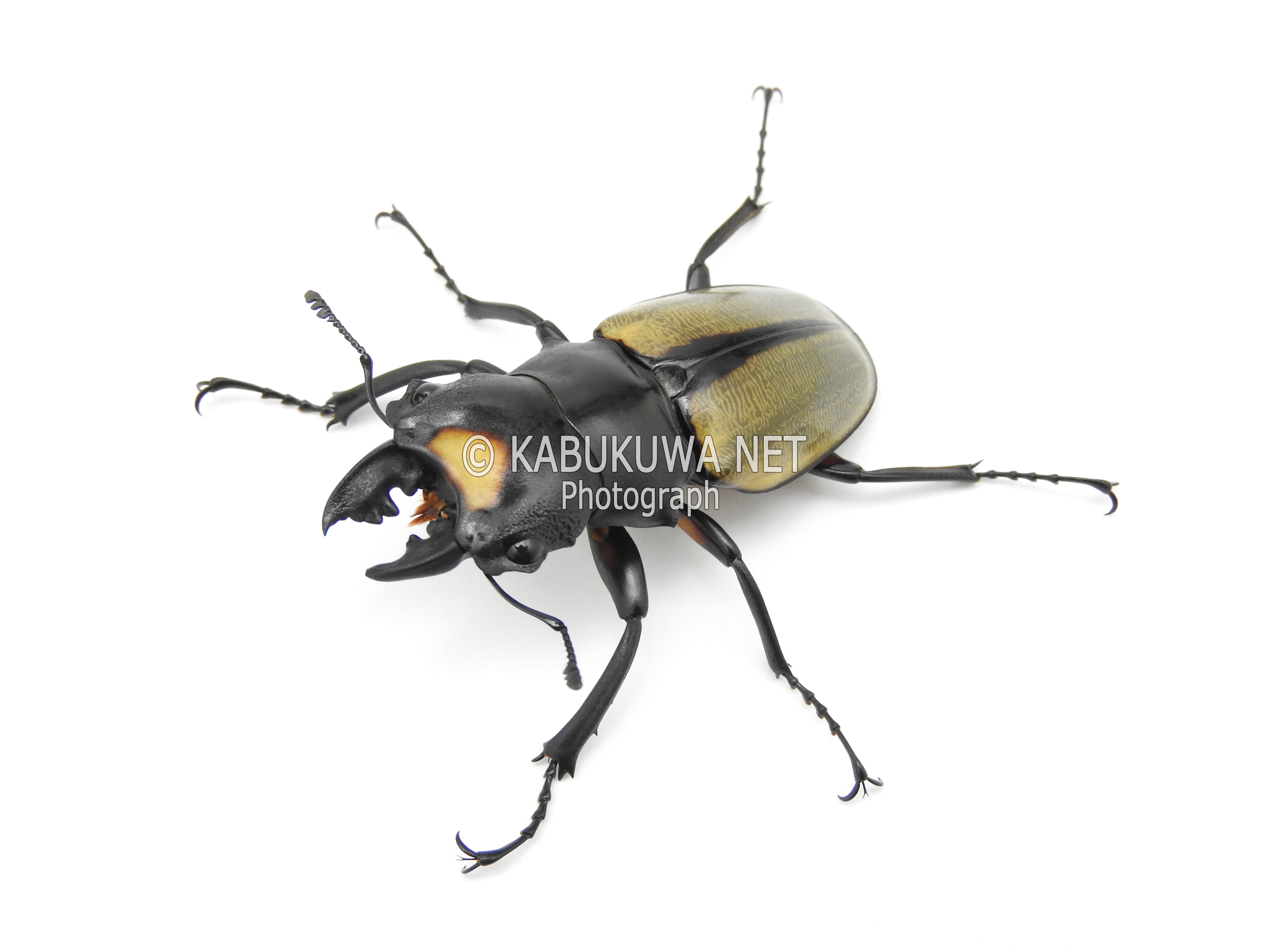 ラコダールツヤクワガタ♂小歯　ペア