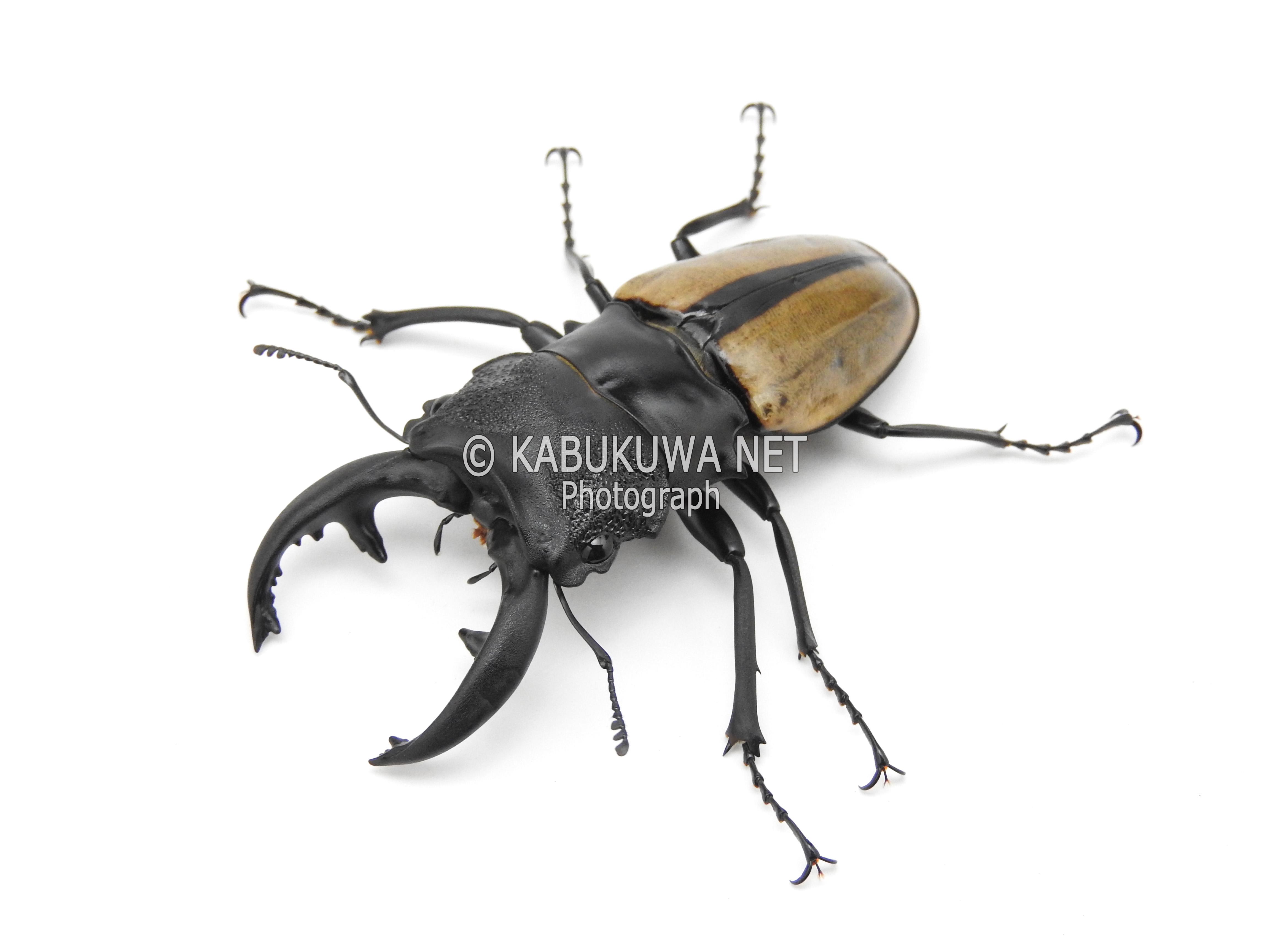 ルデキンツヤクワガタ ♂７２－７３ｍｍ 大歯ペア