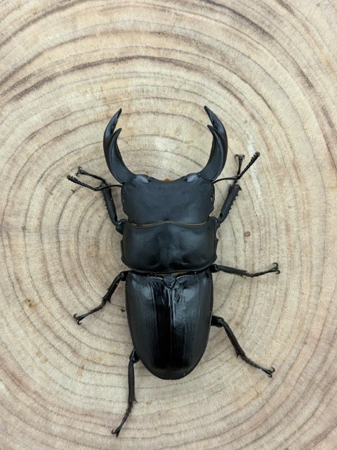 【香川県/綾川町】 オオクワガタ ♂６６ｍｍ ♀４２ｍｍ ペア 天然個体からの１代目