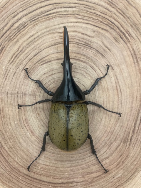 ヘラクレスオオカブト ヘラクレス・ヘラクレス ♂119mm 単品