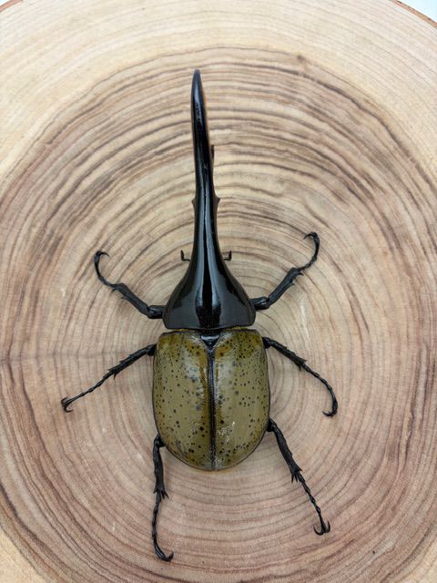 ヘラクレスオオカブト ヘラクレス・ヘラクレス ♂１４６ｍｍ ♀フリーサイズ ペア