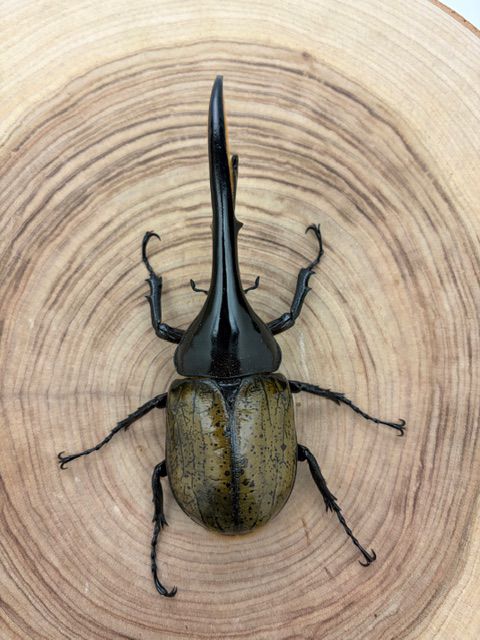 ヘラクレスオオカブト ヘラクレス・ヘラクレス ♂１４６ｍｍ ♀フリーサイズ ペア