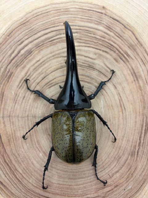 ヘラクレスオオカブト ヘラクレス・ヘラクレス ♂１４４ｍｍ ♀フリーサイズ ペア