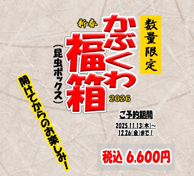 【昆虫BOX/2026】数量限定！6,600円 かぶくわ生体福箱 　☆新春最強運試し☆　当たり箱もあるよ！