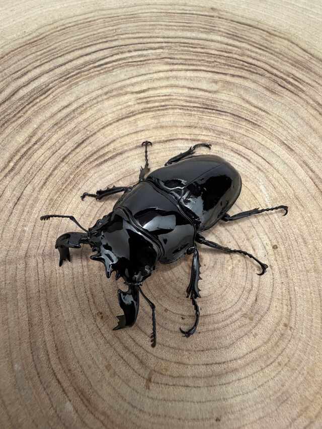 タランドゥスオオツヤクワガタ ♂７０ｍｍ ♀５０ｍｍ ペア