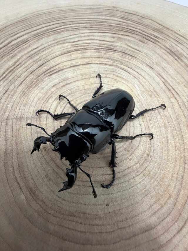 タランドゥスオオツヤクワガタ ♂58mm ♀49mm