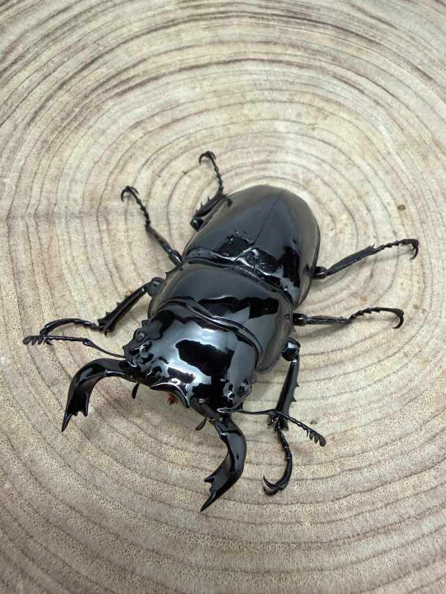 タランドゥスオオツヤクワガタ ♂63mm ♀49mm ペア