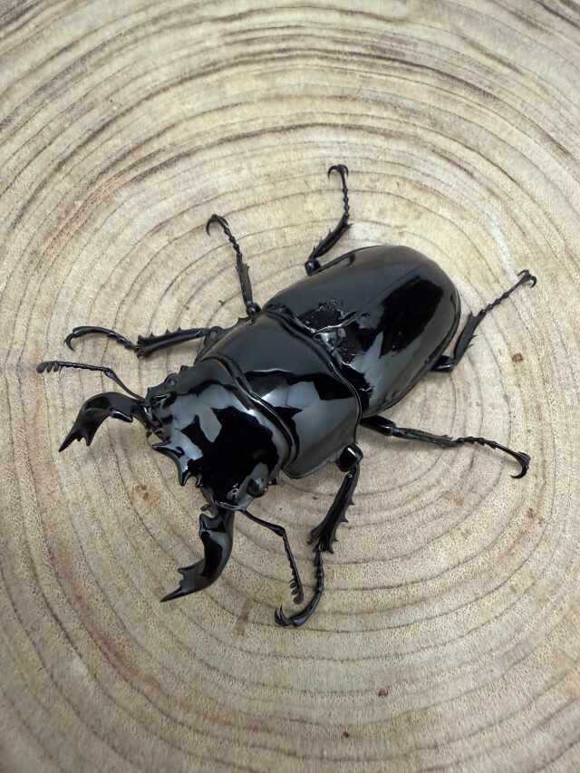タランドゥスオオツヤクワガタ ♂７０ｍｍ ♀５０ｍｍ ペア