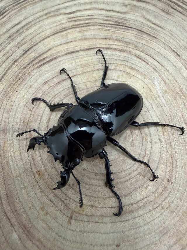 タランドゥスオオツヤクワガタ ♂５８mm ♀４9mm