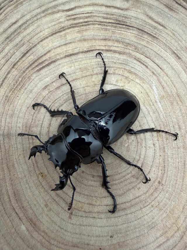 タランドゥスオオツヤクワガタ ♂５８mm ♀４9mm