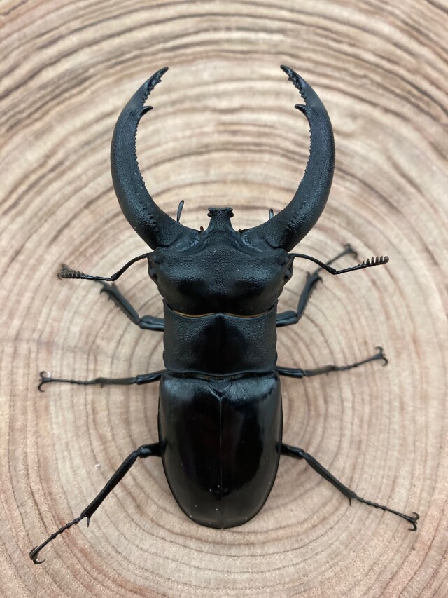 リノケロスフタマタクワガタ カブトムシ クワガタムシ生体・昆虫