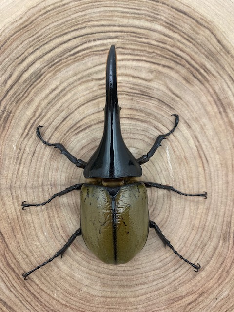 ヘラクレスオオカブト ヘラクレス・ヘラクレス ♂１２４ｍｍ ♀フリーサイズ ペア