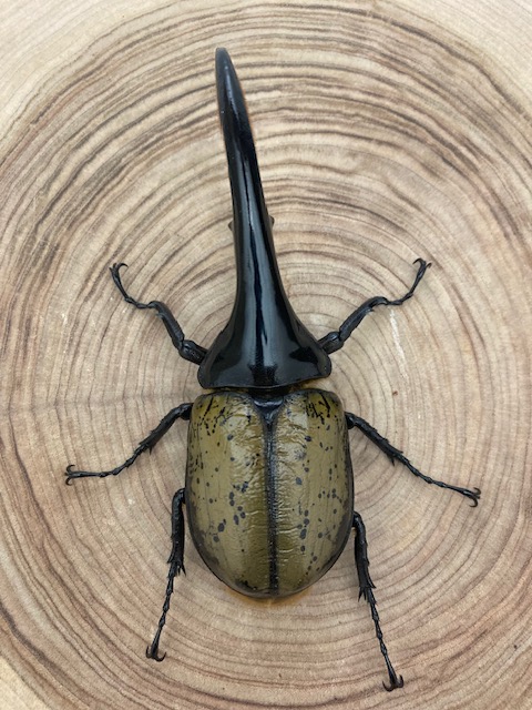ヘラクレスオオカブト ヘラクレス・ヘラクレス ♂１４１ｍｍ ♀フリーサイズ ペア