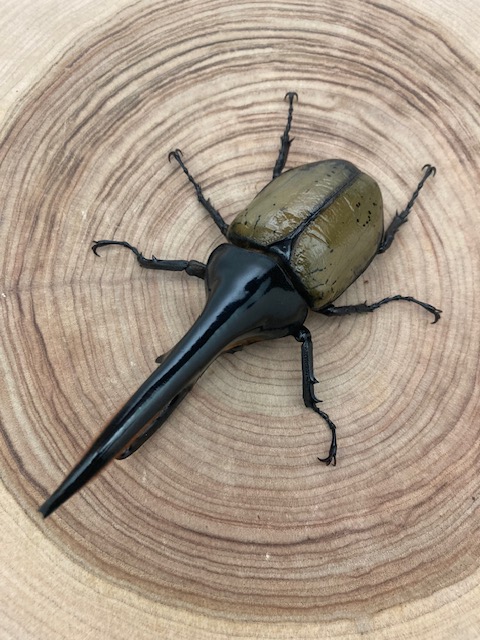 ☆クリアランスセール☆ ヘラクレスオオカブト ヘラクレス・ヘラクレス