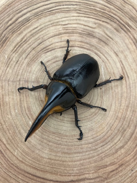サタンオオカブト標本 ブリード品 サタンオオカブト標本 ブリード品
