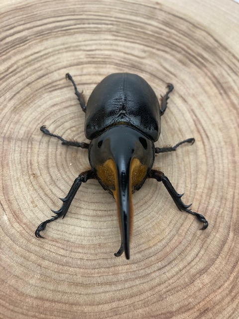 サタンオオカブト ♂93mm ♀60mm ペア カブトムシ