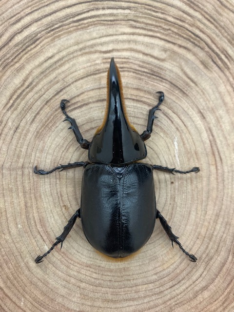 サタンオオカブト ♂９３ｍｍ  ♀６１ｍｍ ペア